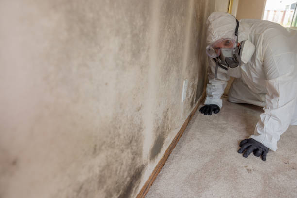 Best Mold Removal for HVAC Installations  in Portage, PA